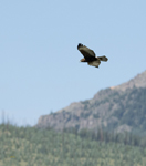 Red tailed Hawk dark morph 3556